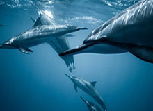 开云体育官网：让体育热血在指尖绽放